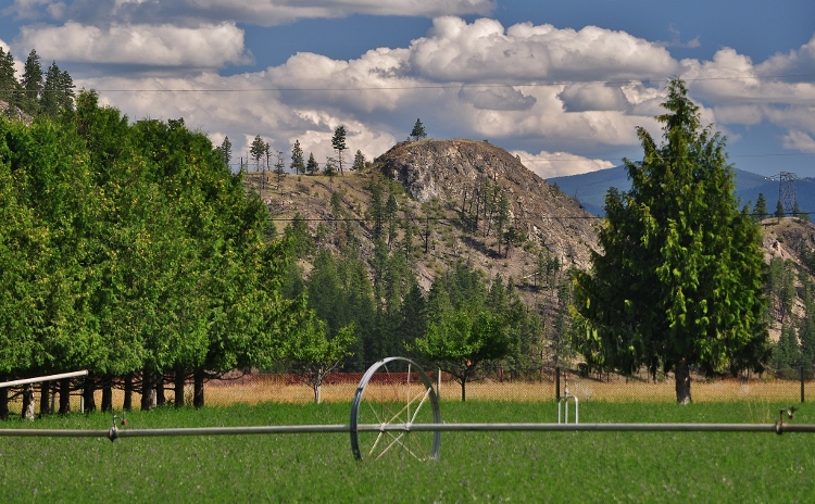 scenic landscape in vineyard country